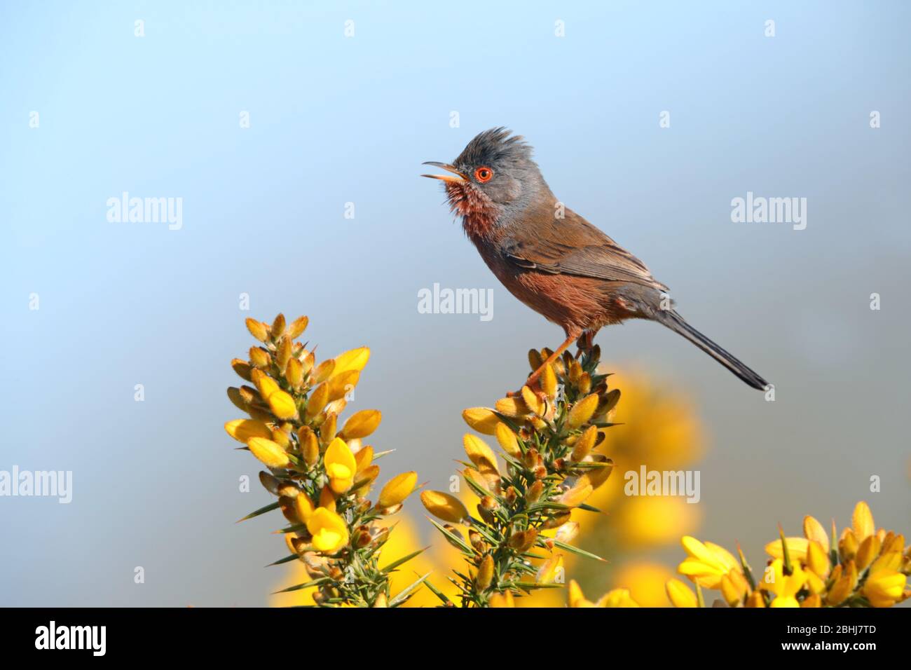 An adult male Dartford Warbler (Sylvia undata) in song on a gorse bush in England in Spring Stock Photo