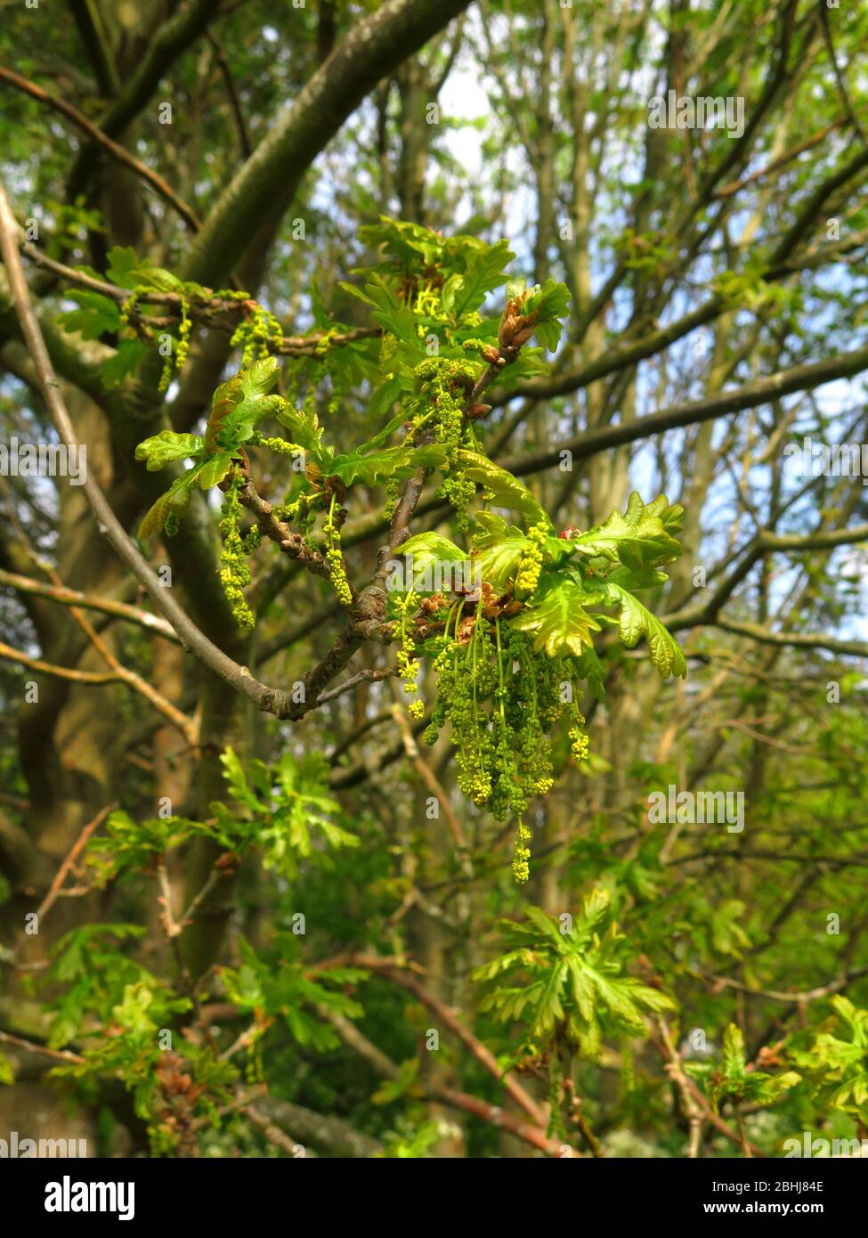 Oak tree flowers Stock Photo Alamy