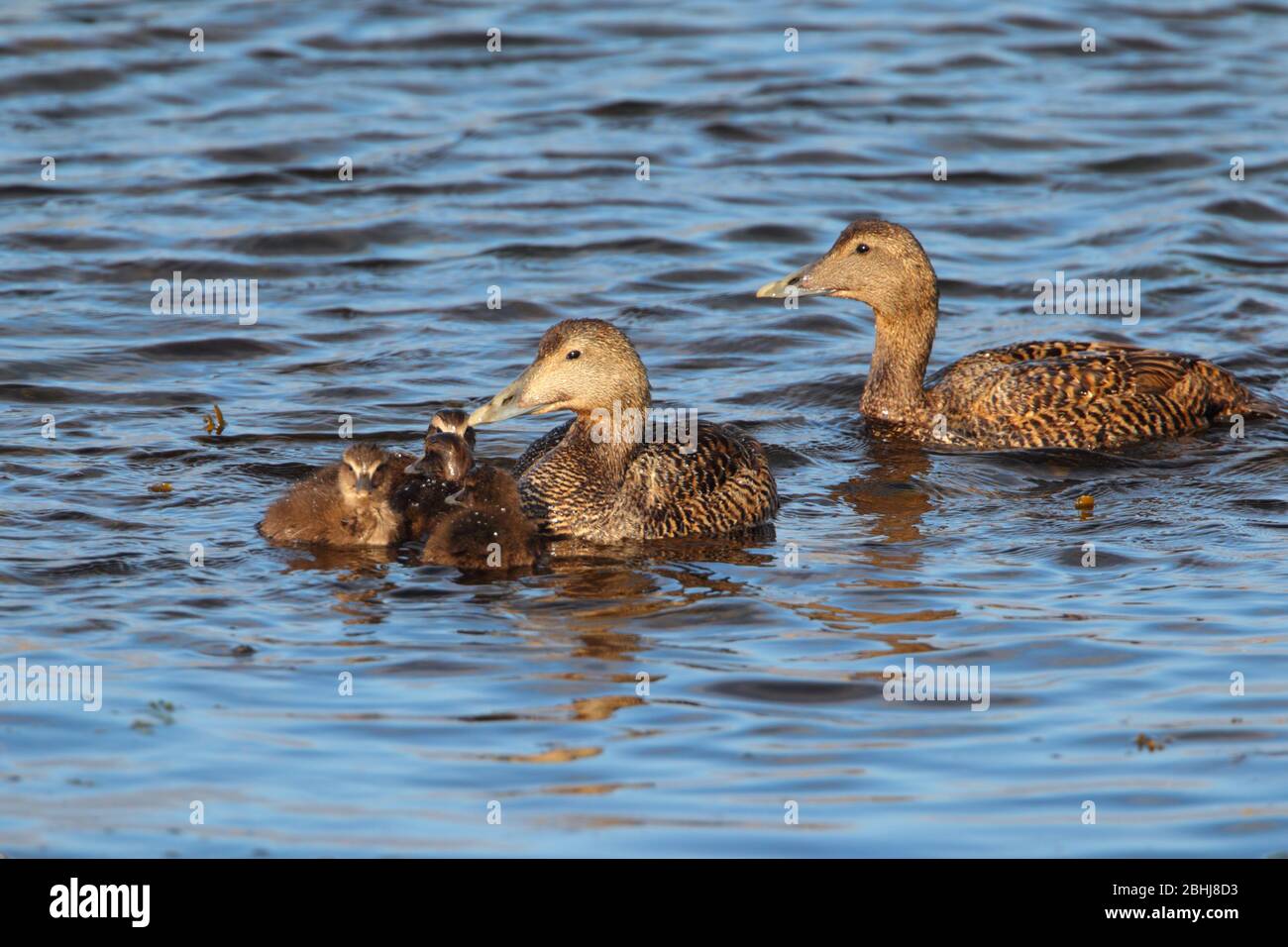 A family/creche of Common Eider (Somateria mollissima) - female with ducklings - in Shetland, UK Stock Photo