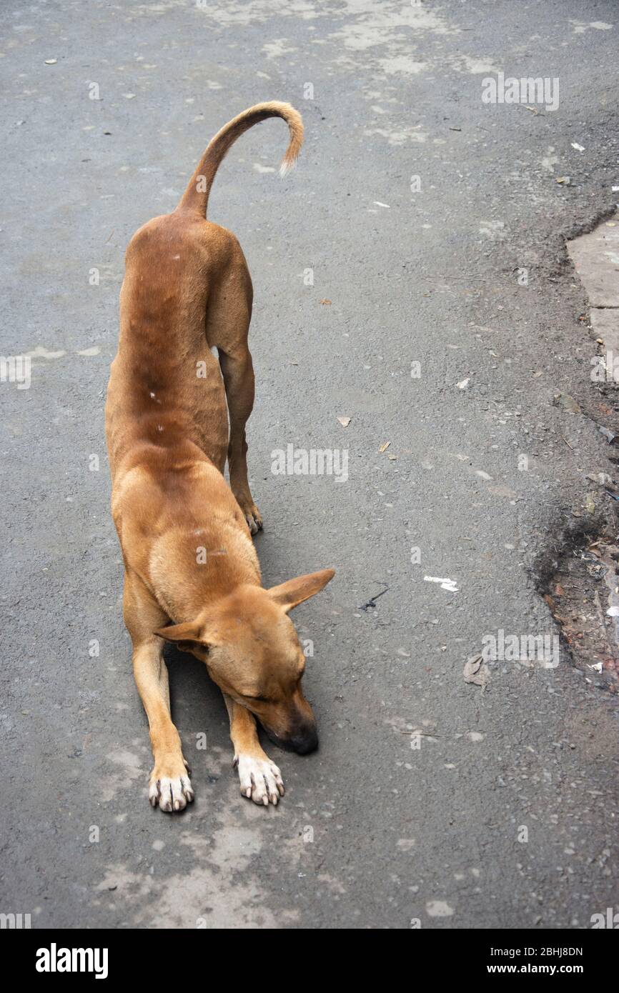 A dog leaning in the middle of the road Stock Photo Alamy