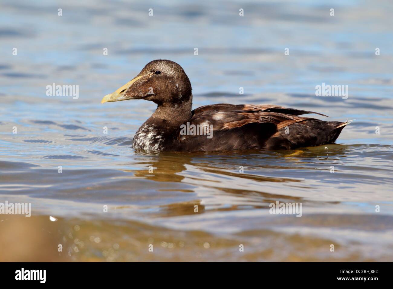 A first-summer drake Common Eider (Somateria mollissima) in Northumberland, UK Stock Photo