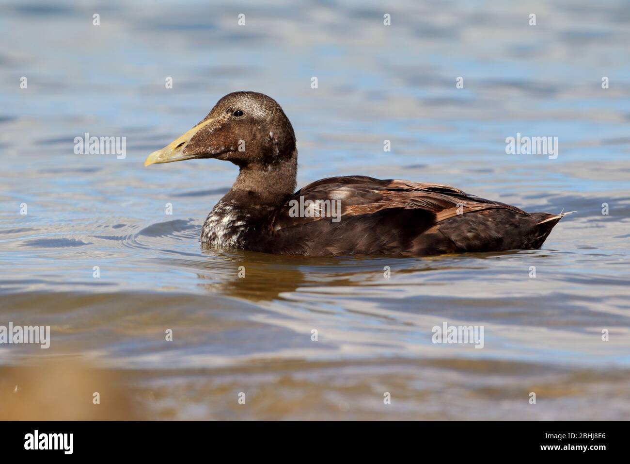 Eider duck northumberland hi-res stock photography and images - Alamy