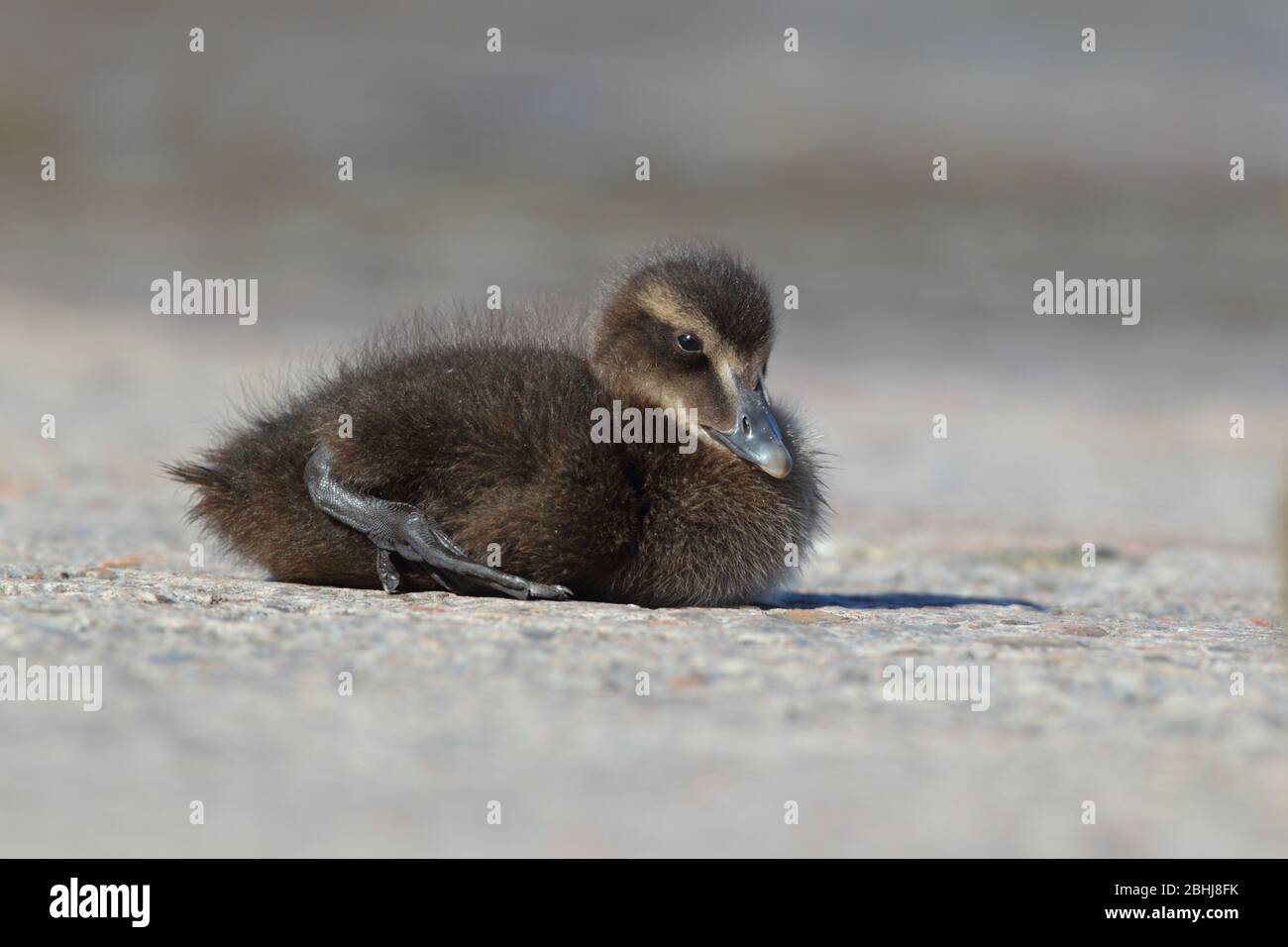A Common Eider duckling (Somateria mollissima) in Northumberland, England in late spring/early summer Stock Photo