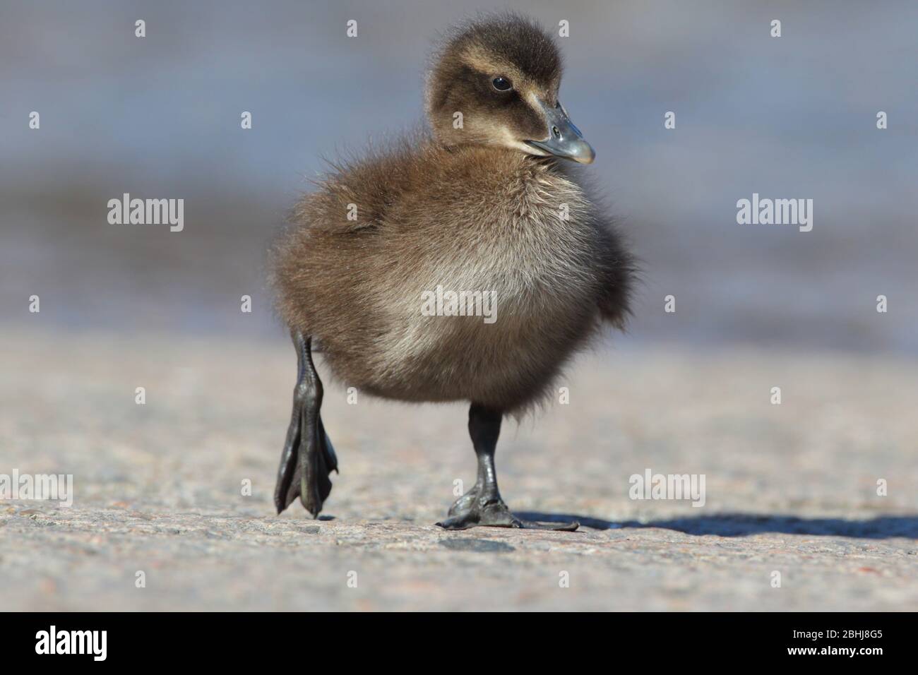 A Common Eider duckling (Somateria mollissima) in Northumberland, England in late spring/early summer Stock Photo