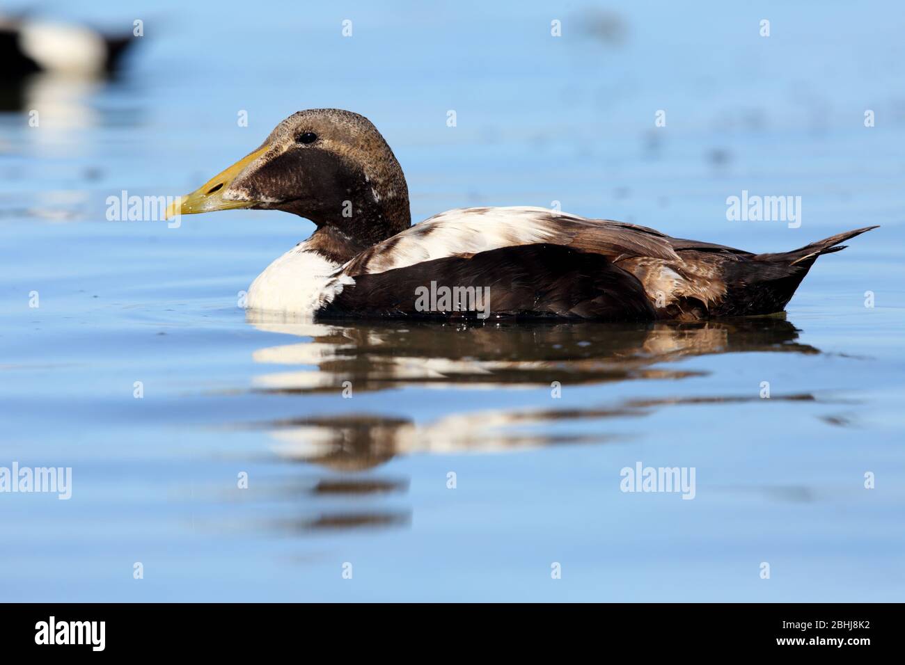 An eclipse drake Common Eider (Somateria mollissima) in summer in Northumberland, England Stock Photo