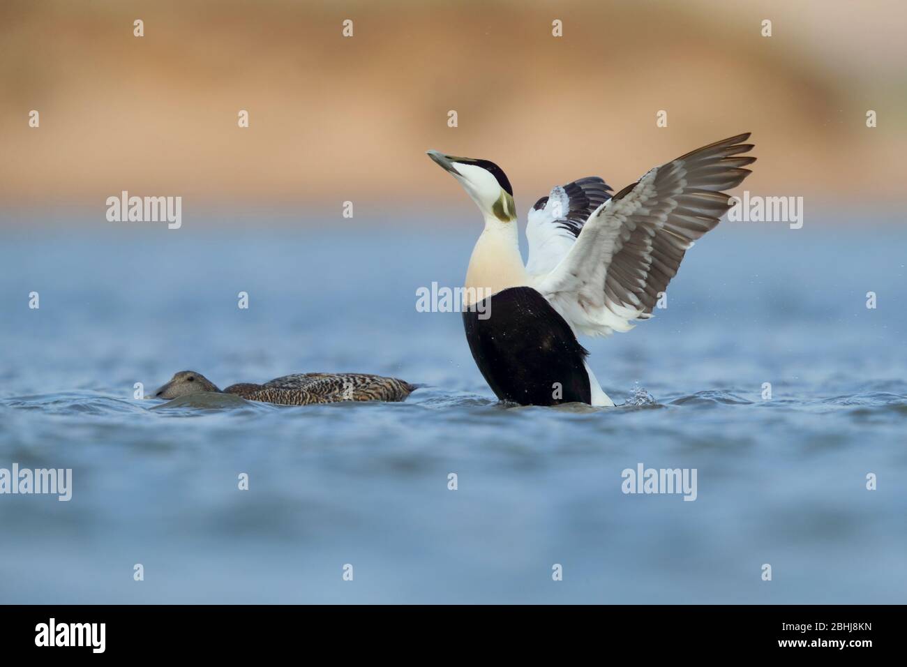A pair of Common Eider (Somateria mollissima) in breeding plumage indulging in courtship behaviour in spring on the Ythan Estuary, Aberdeenshire Stock Photo