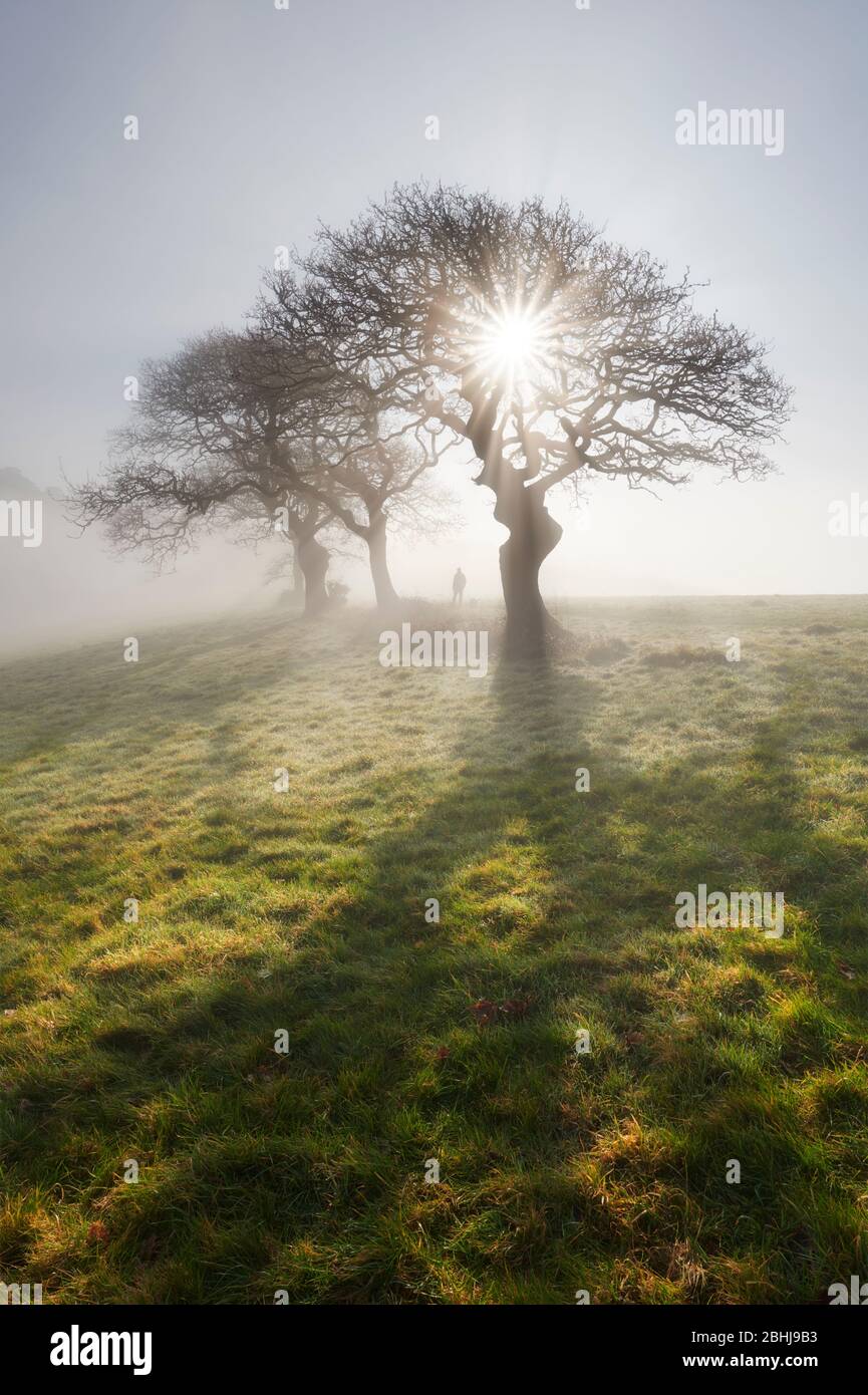 Sunlight streaming through early morning mist, Cornwall Stock Photo
