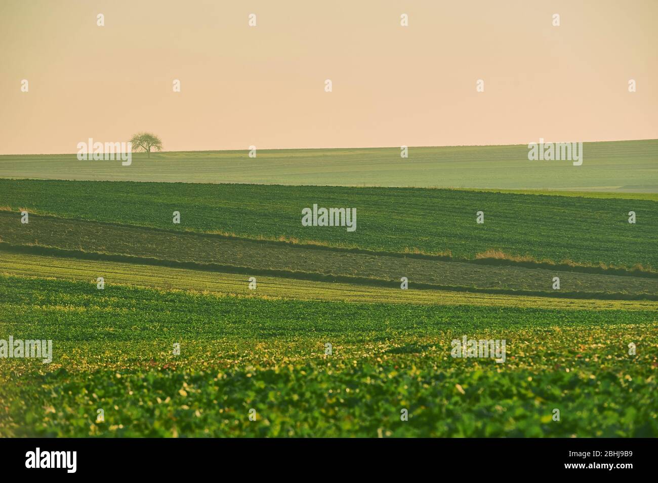 Lonely tree among fields hi-res stock photography and images - Alamy