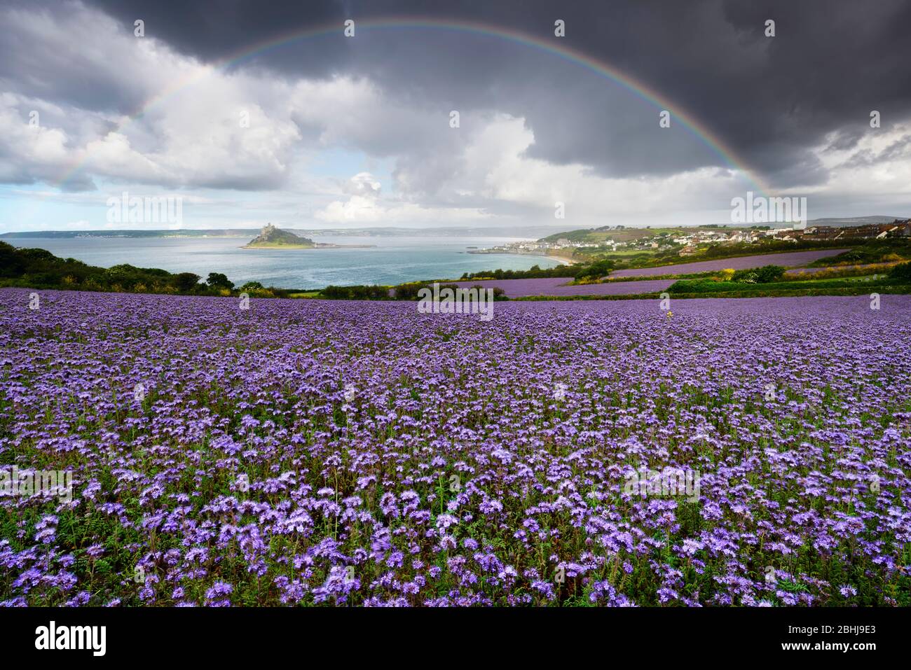 Phacelia field overlooking Mounts Bay and St Michael's Mount. Overhead a beautiful rainbow appearing as rain clouds cross the bay. Stock Photo