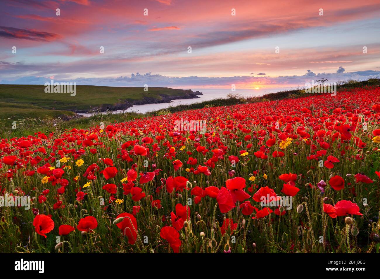 Poppy Field at sunset, Cornwall Stock Photo