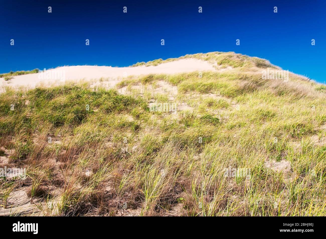 The wind blown grass on the sand dunes of national seashore located in Cape Cod Massachusetts on a sunny blue sky autumn day in New england. Stock Photo
