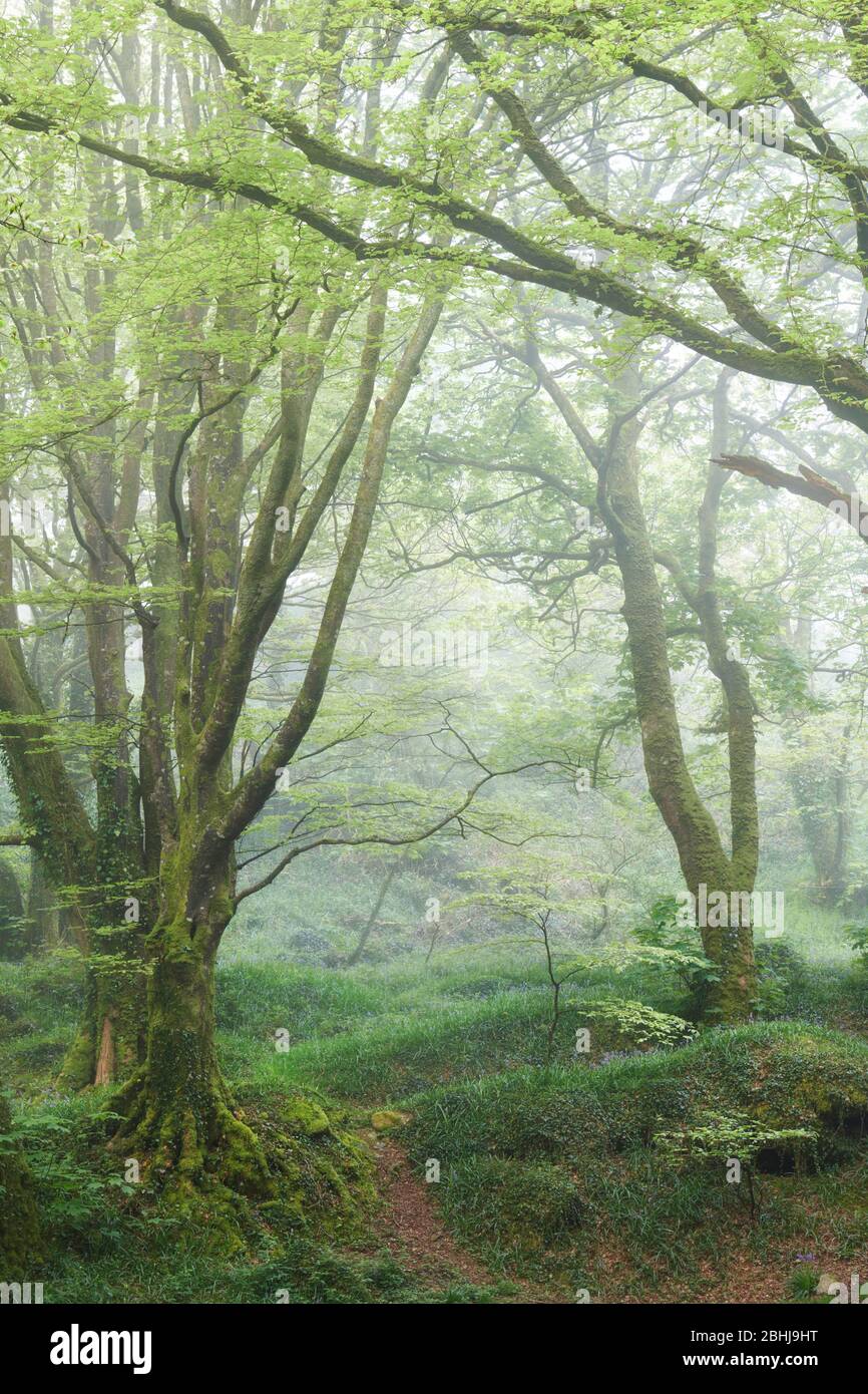 Spring woodland in early morning mist, Cornwall Stock Photo