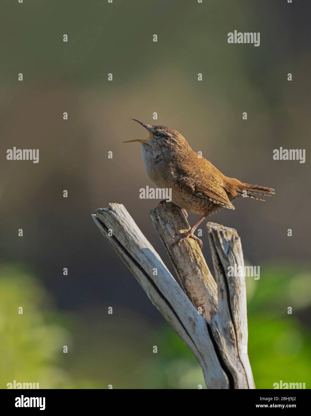 Wren- Troglodytes troglodytes in full song. Spring. Stock Photo