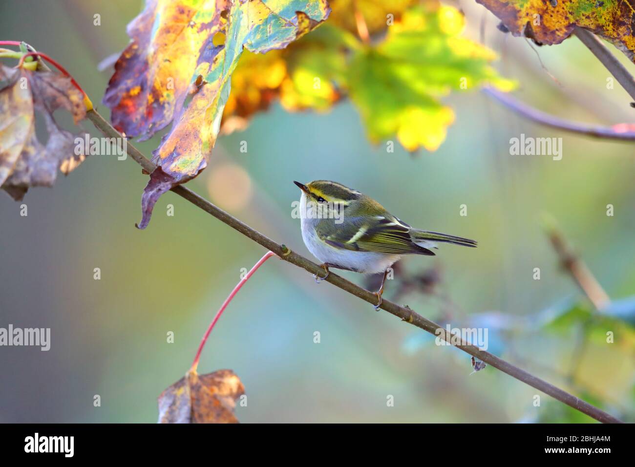 A Pallas's Leaf Warbler or Pallas's Warbler (Phylloscopus proregulus) on the coast of Essex in November Stock Photo