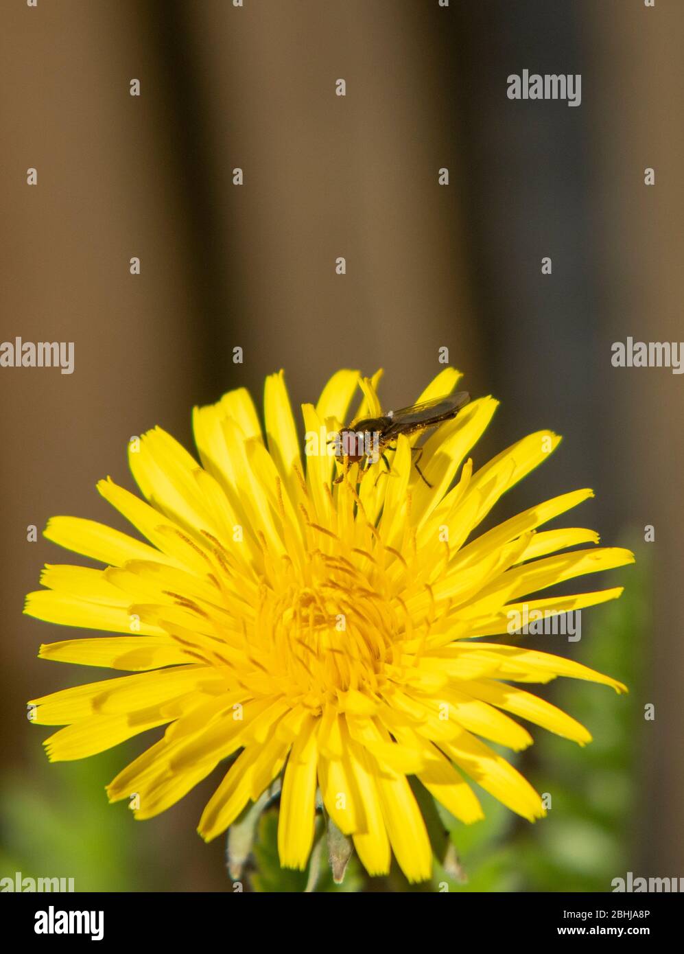 Male Platycheirus sp hoverfly on dandelion Stock Photo