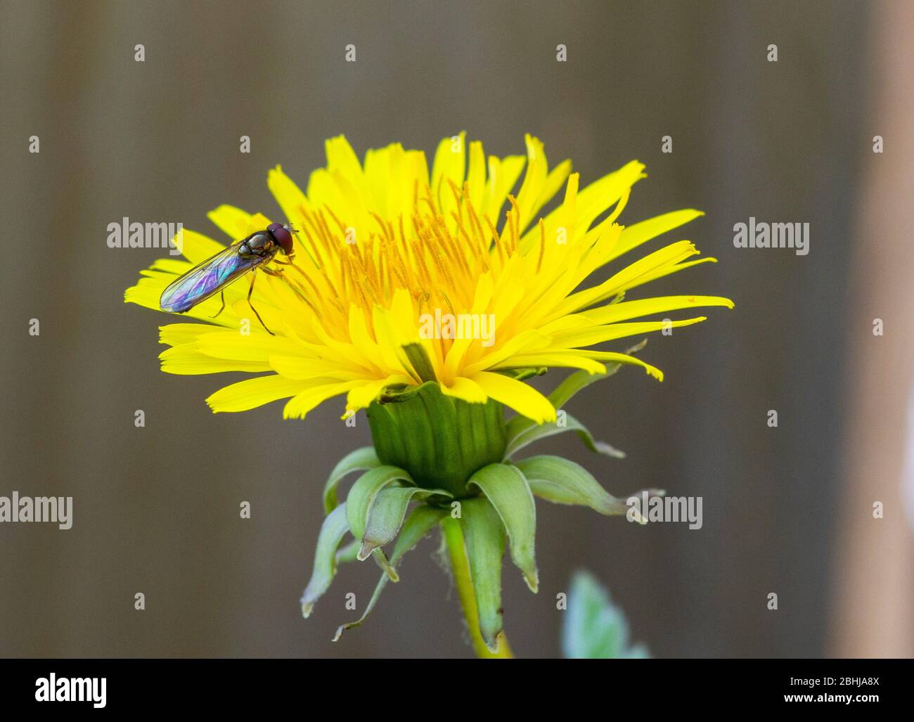 Male Platycheirus sp hoverfly on dandelion Stock Photo