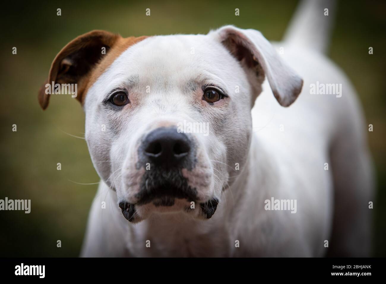 Facial portrait of an Bulldog / Staffordshire Bull Terrier Cross Alamy