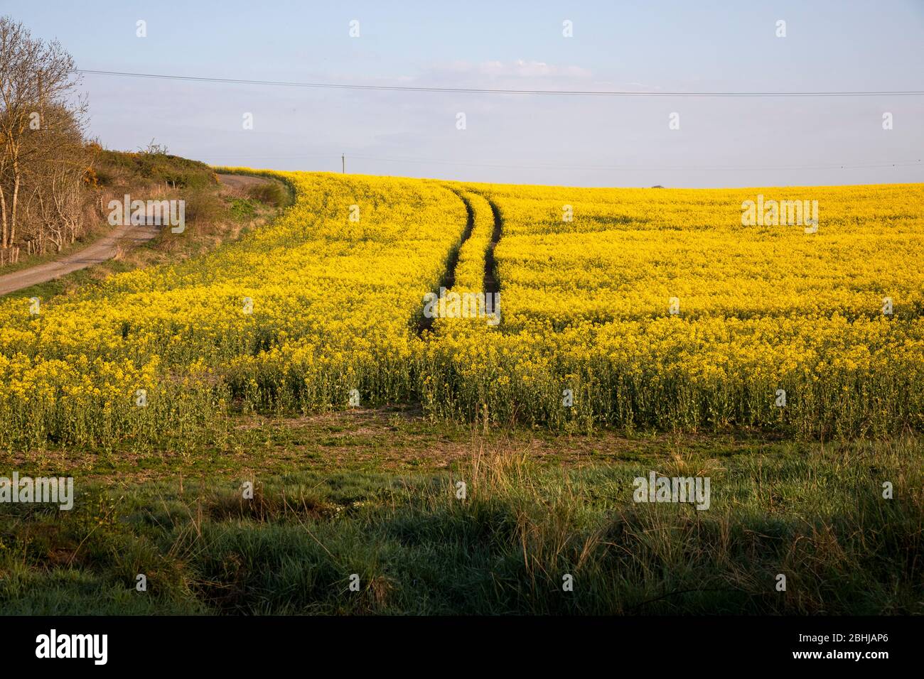 Oil seed rape field in early morning light Stock Photo - Alamy