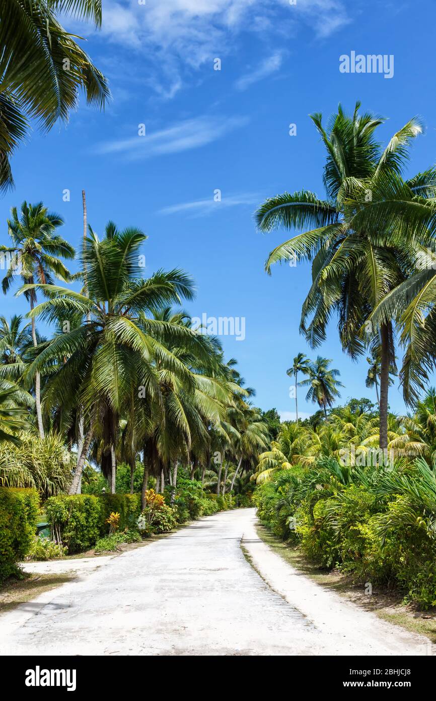 Palms Seychelles La Digue path vacation holidays paradise portrait format symbolic image palm relax Stock Photo