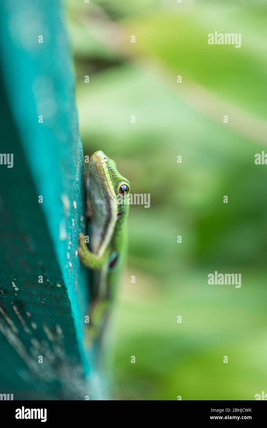 Madagascar day gecko (Phelsuma madagascariensis madagascariensis) Stock Photo