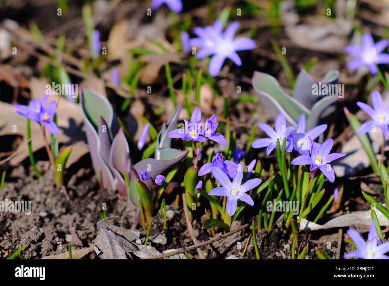 Glory Of The Snow Scilla Lucille Beat The Daffodils Crocus Tulips By Weeks Here In Ottawa Ontario Canada Stock Photo Alamy