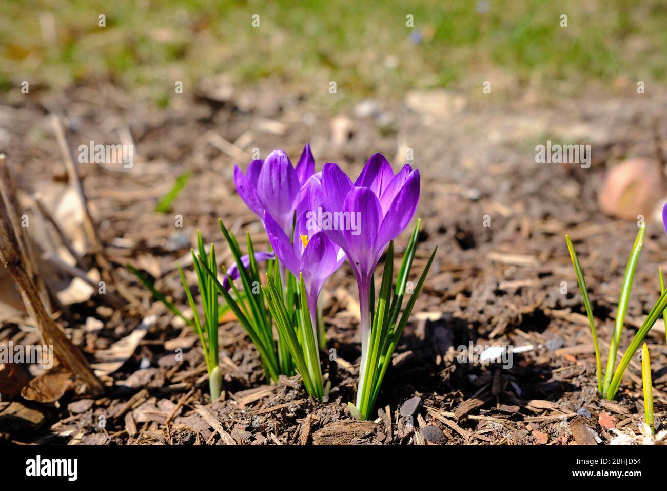 Early Spring crocuses (Crocus sativus) bursting through the wood chip