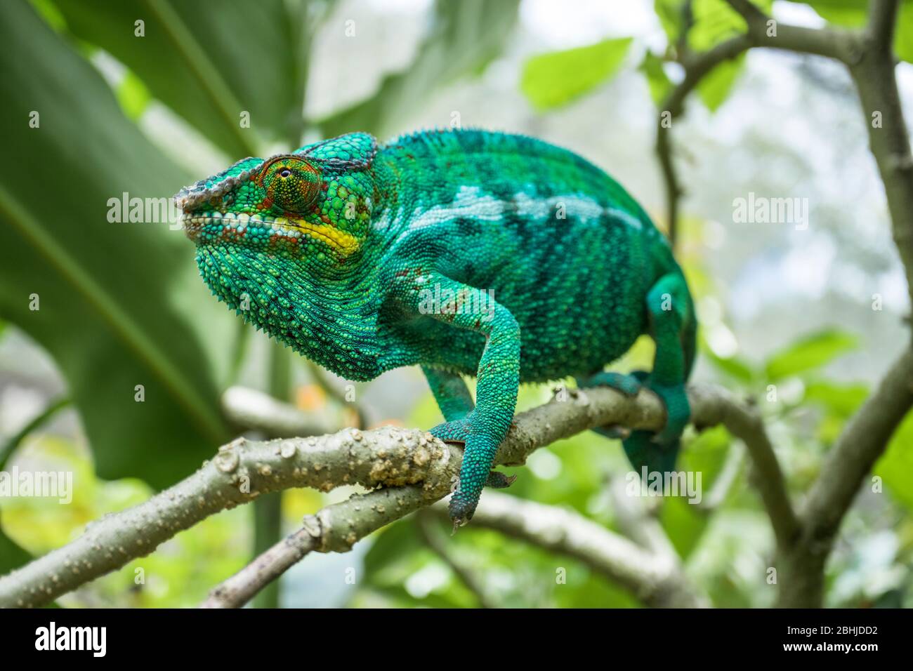 Panther chameleon of Madagascar Stock Photo