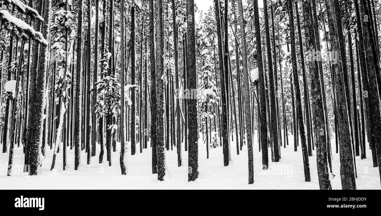 Pine tree forest in winter snow black and white panorama in Montana ...