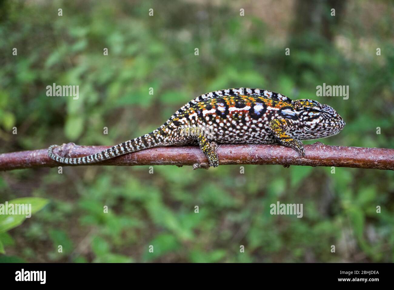 Chameleon of Madagascar Stock Photo