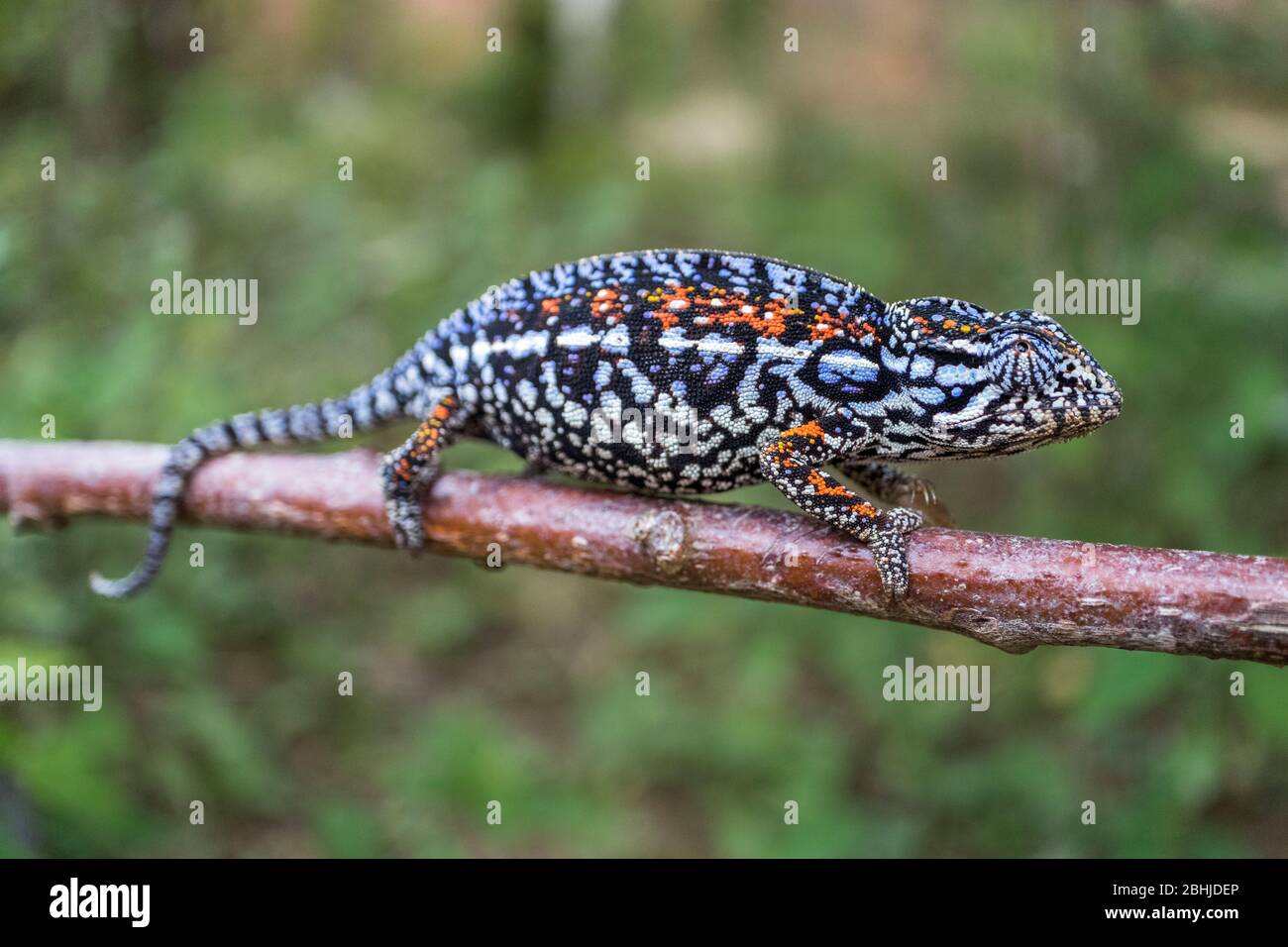 Chameleon of Madagascar Stock Photo
