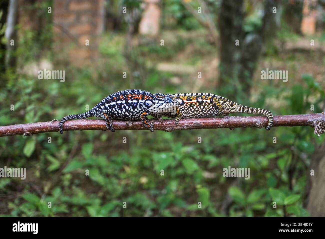 Two chameleons in Madagascar Stock Photo