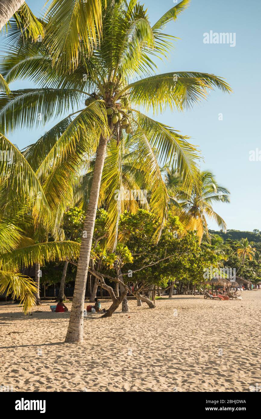 Madagascar beach palmtree hi-res stock photography and images - Alamy