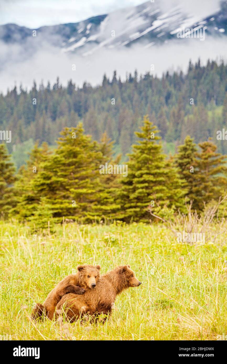 Grizzly brown bear - Ursus arctos -, Lake Clark National Park, Alaska, U.S.A. Stock Photo