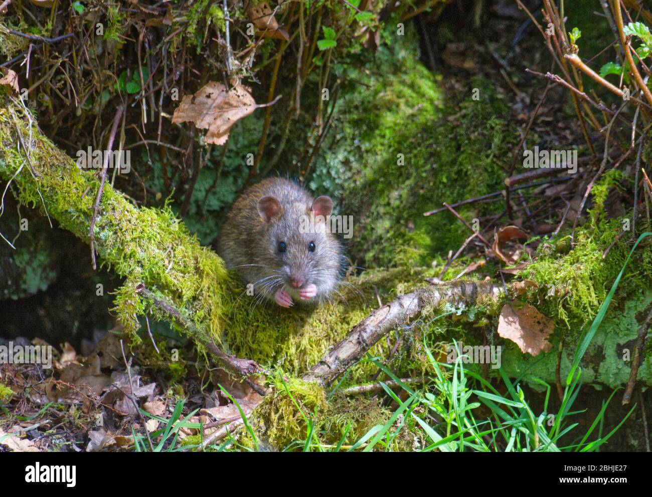 The rat pack hires stock photography and images Alamy