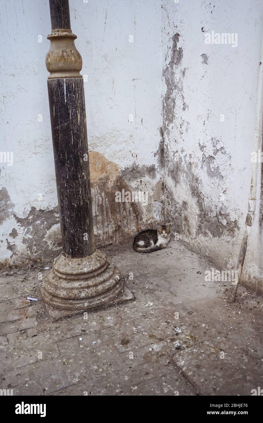 cat lying next to a lamppost in a dirty corner of a street in the
