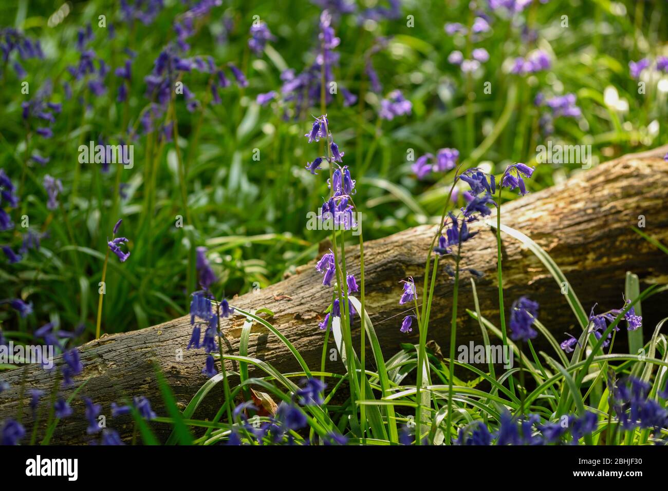 Springtime Woodlands Wildflowers Bluebells. Stock Photo