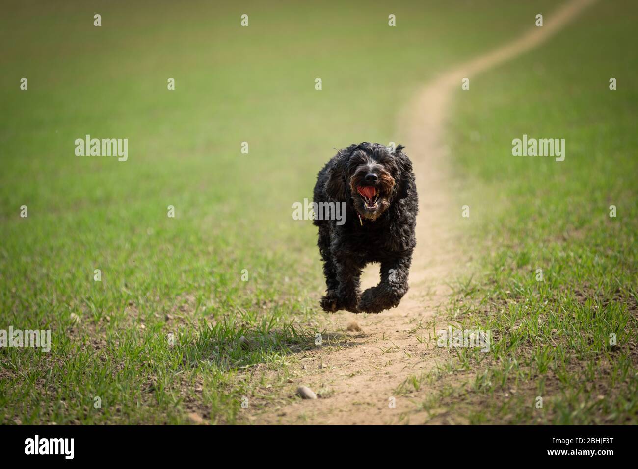 A Black Male Cockapoo dog running down a dusty track in the countryside. Stock Photo