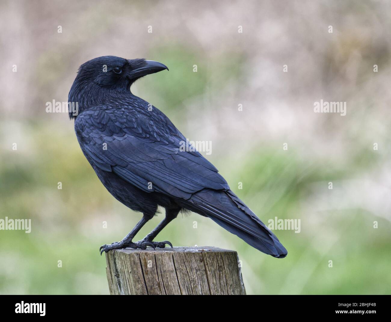 Carrion crow Stock Photo