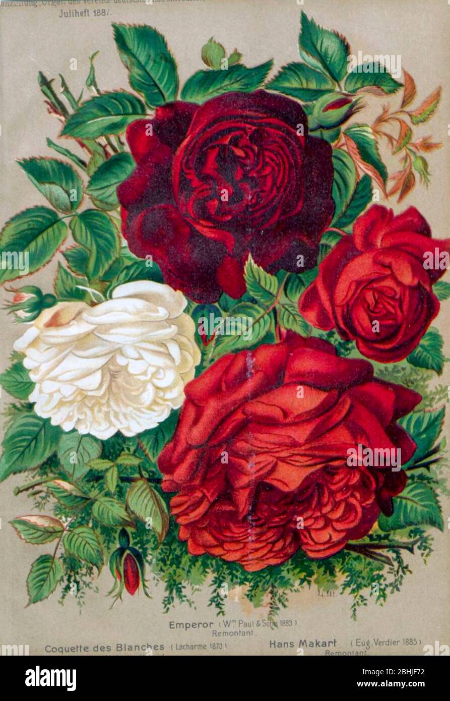 Hand painted and coloured Bouquet of Red and white roses 1887 from Rosen- Zeitung, Organ des Vereins Deutscher Rosenfreunde, 1887 [Periodical of the  German Rose Society (Vereins Deutscher Rosenfreunde)] by C. P. Strassheim