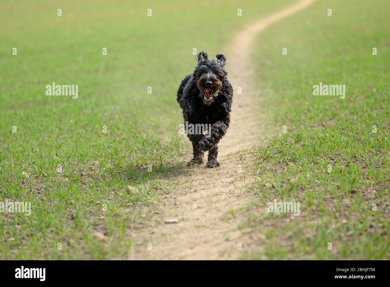 A Black Male Cockapoo dog running down a dusty track in the countryside. Stock Photo