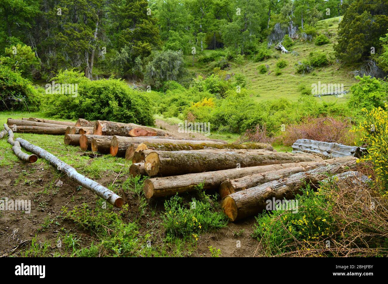 Logging in Patagonia Stock Photo