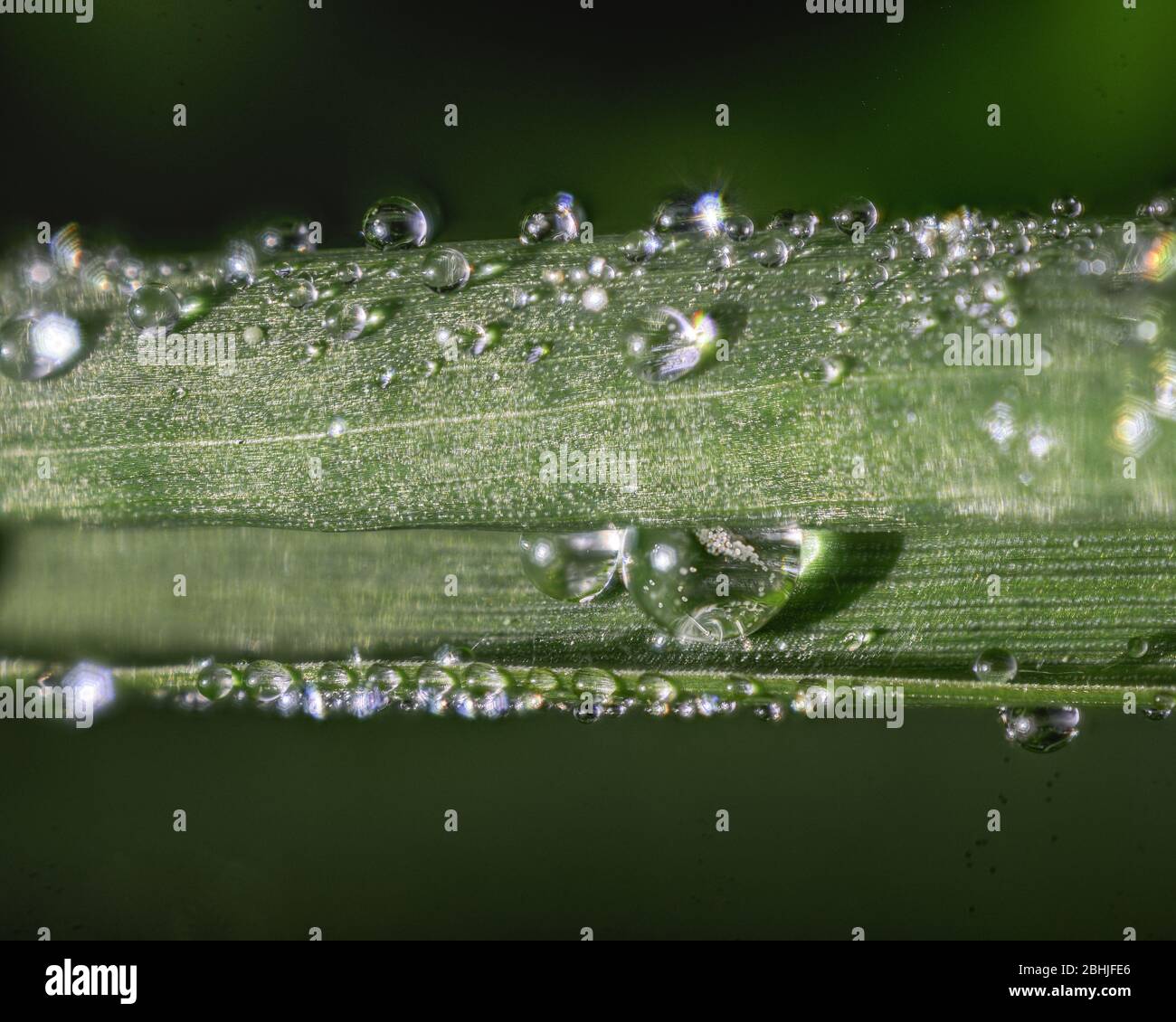 Two drops of Water inside a rolled Leaf of Grass covered with Dew Droplets Stock Photo