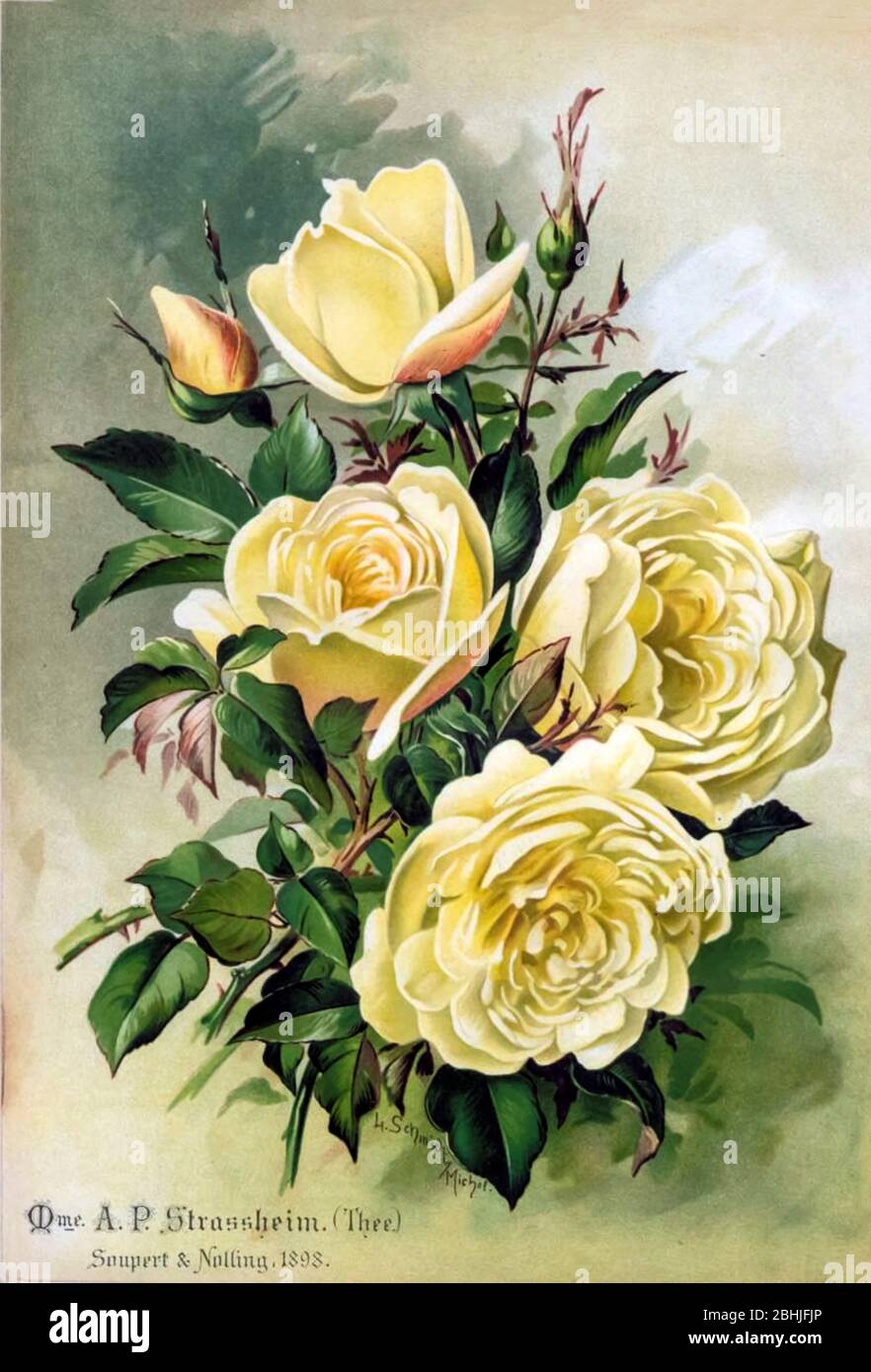 Rose (Thé) jaune d'or - yellow rose Rosen
