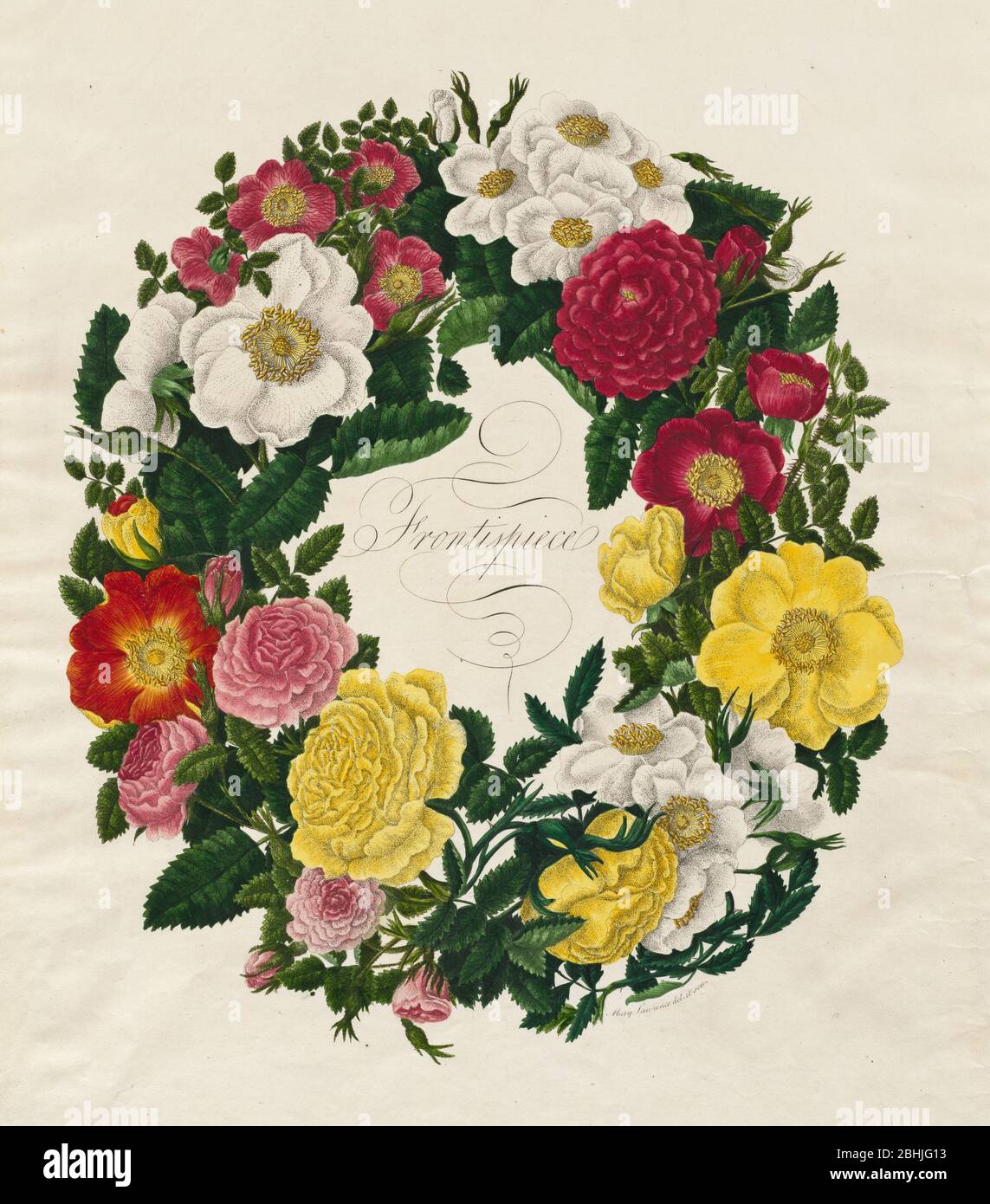 A Wreath of Roses (1799) by Mary Lawrence England, late 18th Century Etching and stipple, hand colored Stock Photo