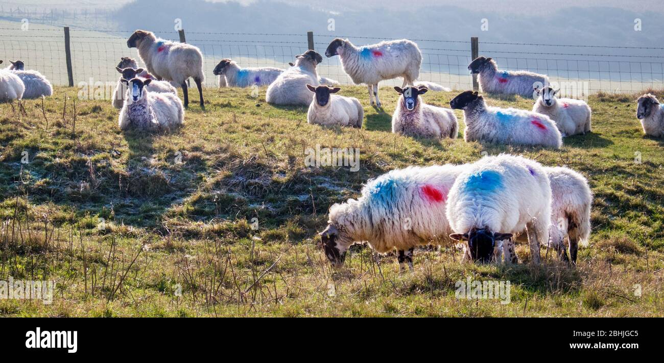 Eighteen sheep standing in a line looking at the camera in a green field with a flock of sheep grazing in the background, Sussex, England, UK, United Stock Photo