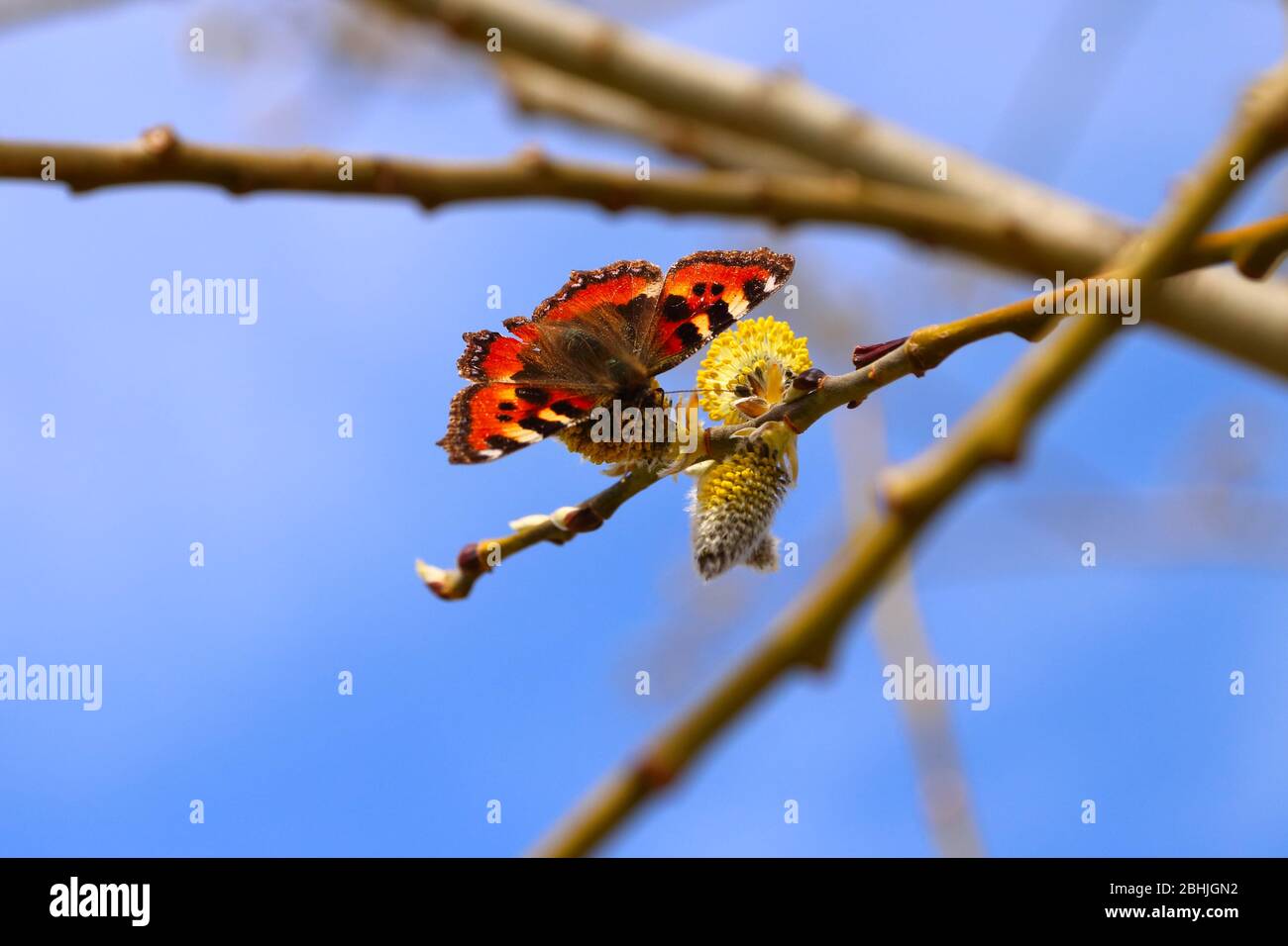 Small Tortoiseshell butterfly (Aglais urticae) feeding on male Goat willow catkins in early Norwegian spring Stock Photo