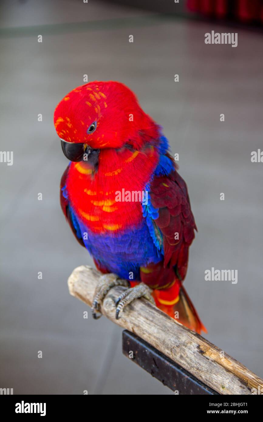 Shy posing of red blue Scarlet Macaw parrot. Stock Photo