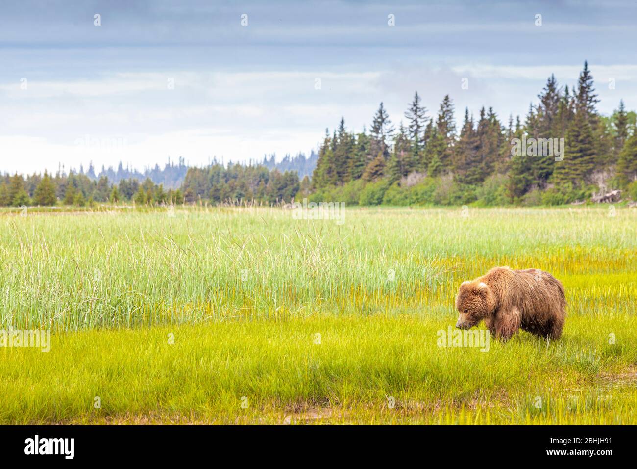 Male grizzly brown bear - Ursus arctos -, Lake Clark National Park, Alaska, U.S.A. Stock Photo