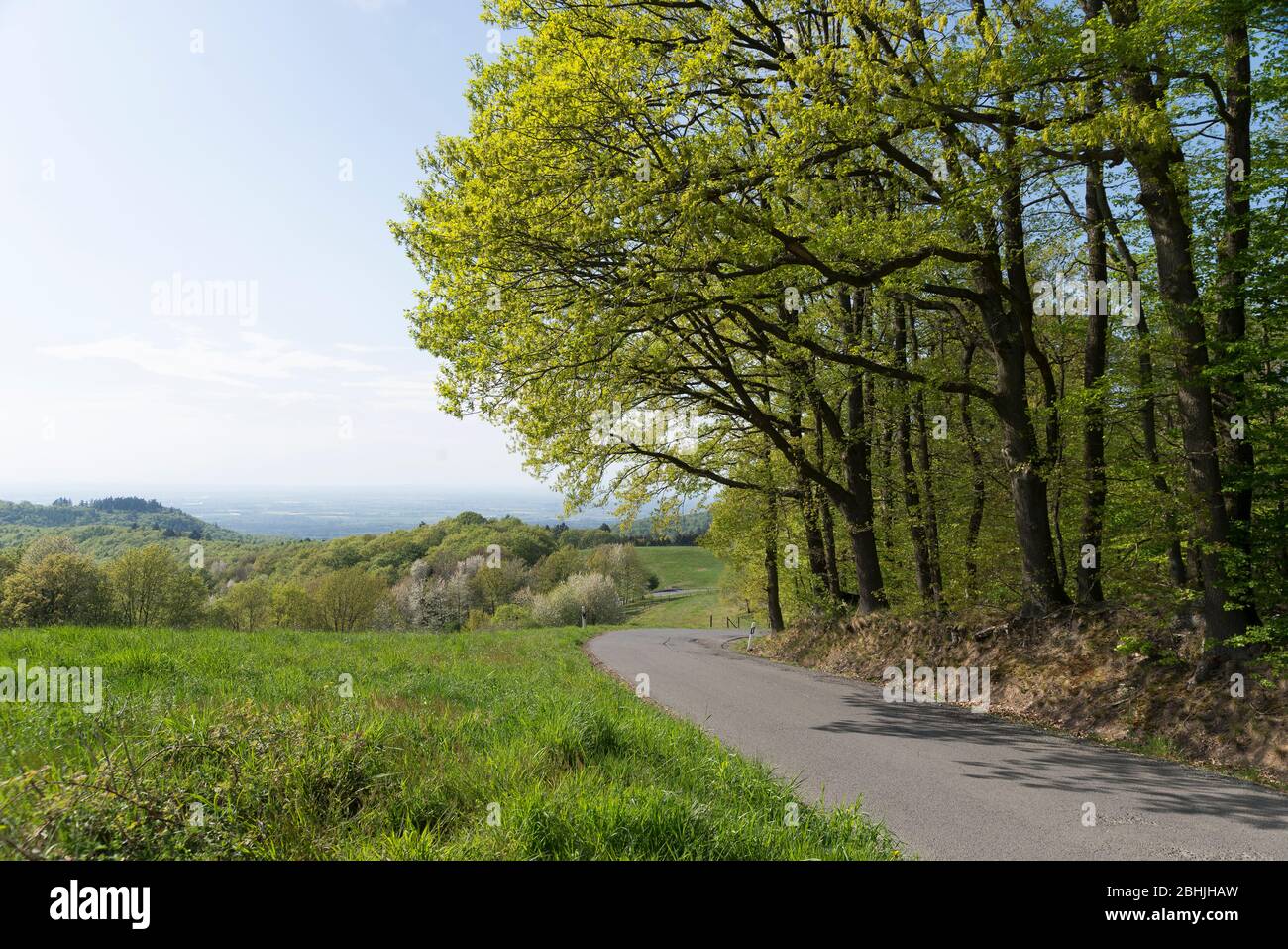 Frühling im Odenwald bei Stettbach, Bergstrasse-Odenwald, Hessen, Deutschland, Europa Stock Photo