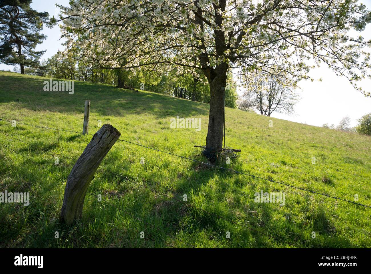 Frühling im Odenwald bei Stettbach, Bergstrasse-Odenwald, Hessen, Deutschland, Europa Stock Photo